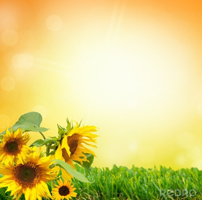 Sticker Sonnenblumen auf grünem Gras