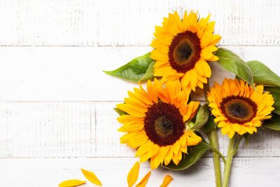 Sticker Sonnenblumen auf weißen Brettern liegend