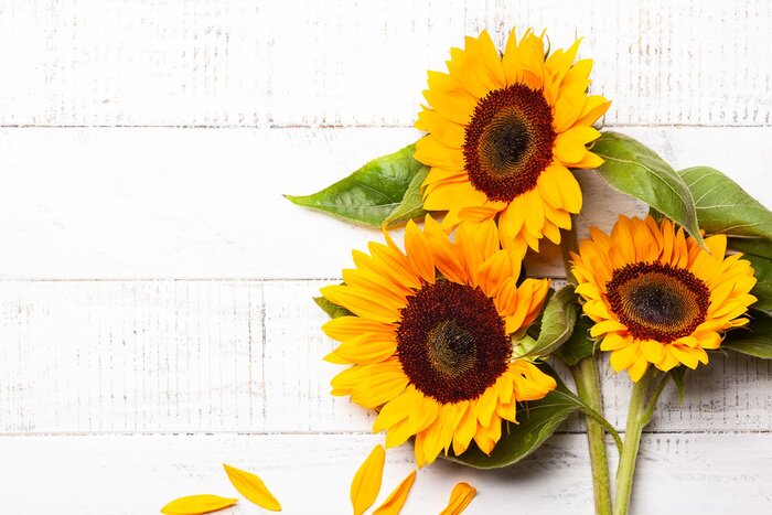 Sticker Sonnenblumen auf weißen Brettern liegend