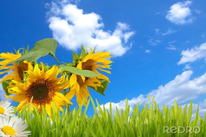 Sticker Sonnenblumen Gras und Himmel