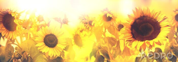 Sticker Sonnenblumen im Sonnenschein