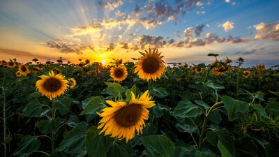 Sticker Sonnenblumen und Sonnenuntergang
