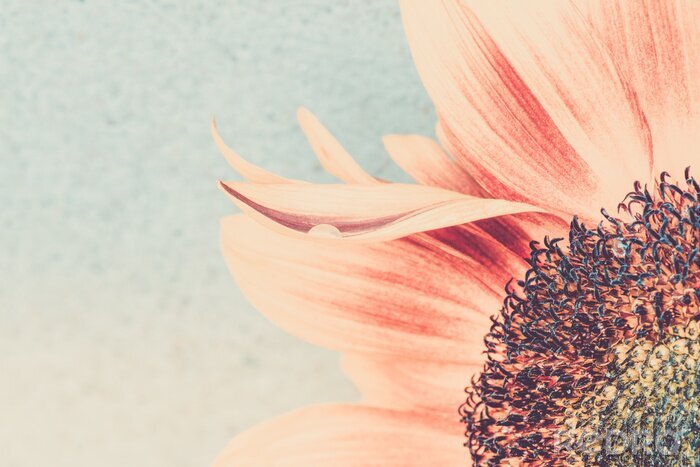 Sticker Sonnenblumenblütenblätter in gedämpften Farben