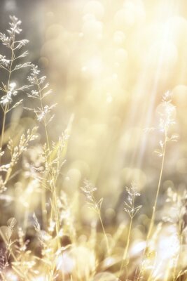 Sonnenlicht und Natur