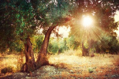 Sonnenstrahlen in Olivenbäumen