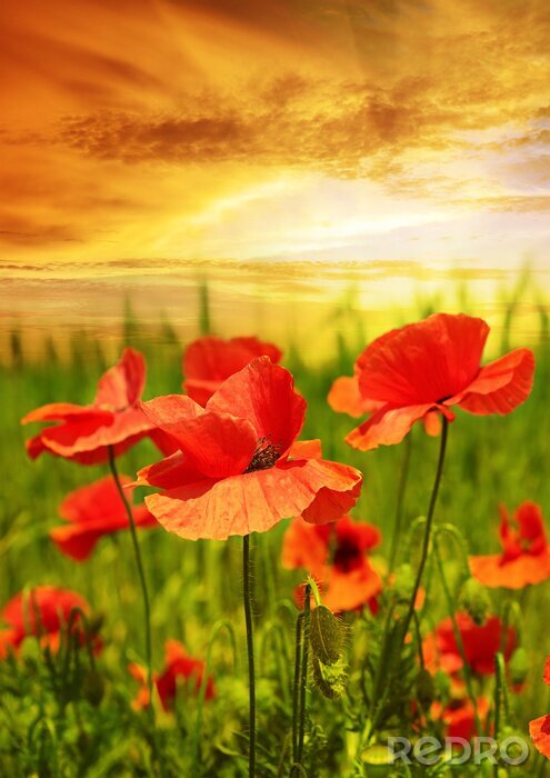 Sticker Sonnenuntergang und Mohnblumen