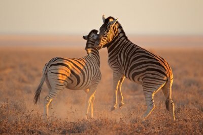 Sticker Springende Zebras in der Savanne