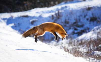 Springender Fuchs in den Bergen