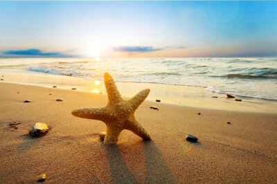 Sticker Starfish auf dem Strand