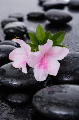 Sticker Stilleben mit weißen Lilie mit zwei Therapiesteine