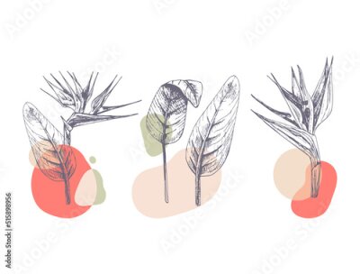 Sticker Strelitzia Blumen und Blätter abstrakte Komposition