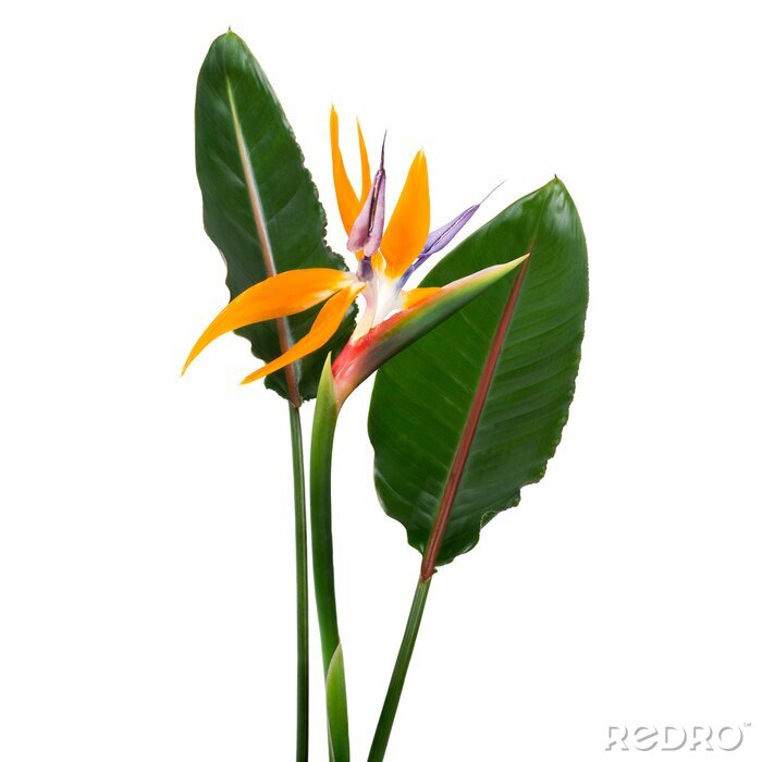 Sticker Strelitzia reginae flower with leaves, Bird of paradise flower, Tropical flower isolated on white background, with clipping path