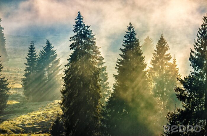 Sticker Tannenbäume an einem sonnigen tag