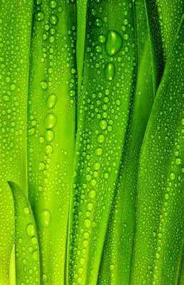 Sticker Tautropfen auf grünem Gras