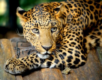 Tier ein lauernder Leopard
