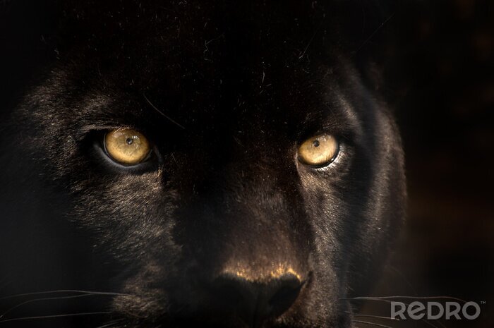 Sticker Tier mit gelben Augen