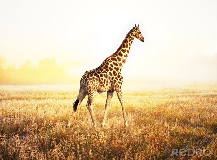 Sticker Tier vor dem Hintergrund der Savanne