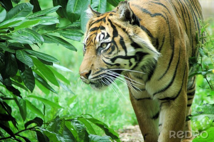 Sticker Tier vor dem Hintergrund des Grüns