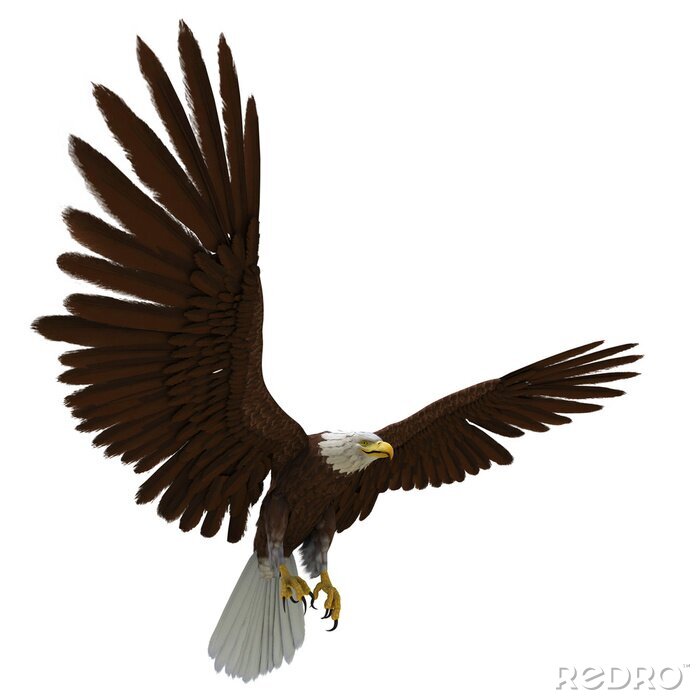 Sticker Tiere 3D majestätischer Adler im Flug