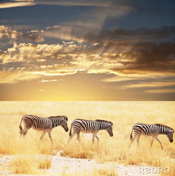 Sticker Tiere Afrika Zebras in der Savanne