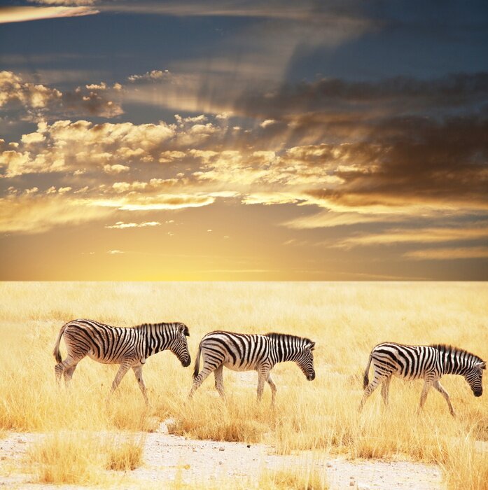 Sticker Tiere Afrika Zebras in der Savanne