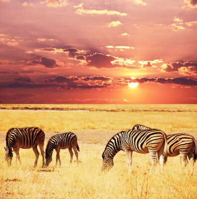Tiere am Hintergrund der untergehenden Sonne