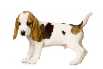 Sticker Tiere Beagle-Welpe mit erhobenem Schwanz