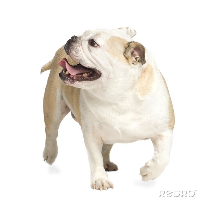 Sticker Tiere Bulldogge mit herausgestreckter Zunge
