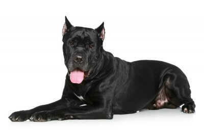 Sticker Tiere Cane Corso mit glänzendem schwarzem Fell