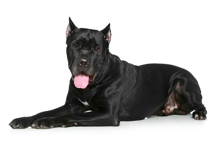 Sticker Tiere Cane Corso mit glänzendem schwarzem Fell