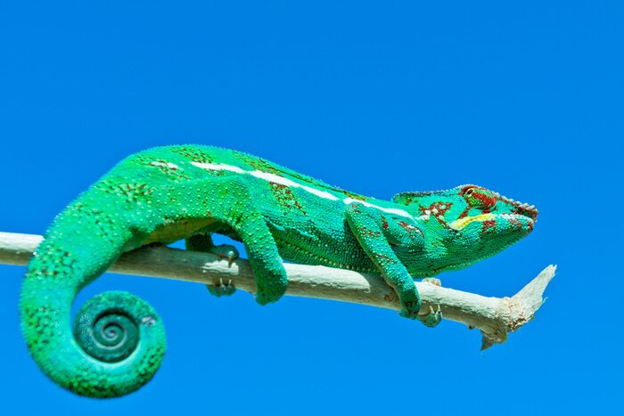 Sticker Tiere Chamäleon mit roten Flecken auf dem Auge