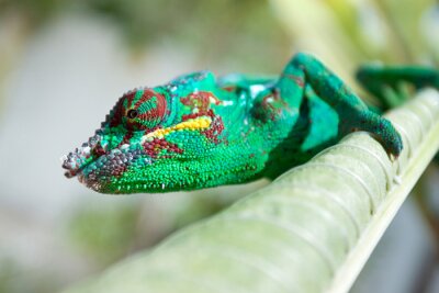 Sticker Tiere Chamäleon Nahaufnahme am Auge