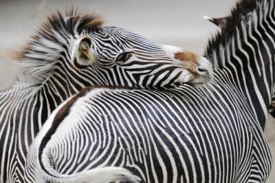 Tiere charmante Zebras