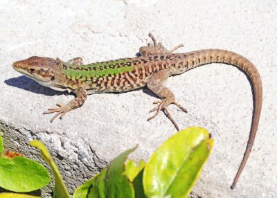 Sticker Tiere Eidechse auf Steinboden