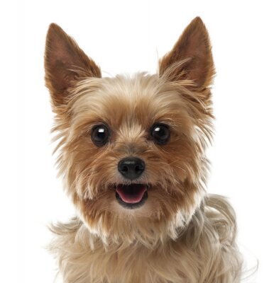 Sticker Tiere ein lächelnder Terrier mit dunklen Augen