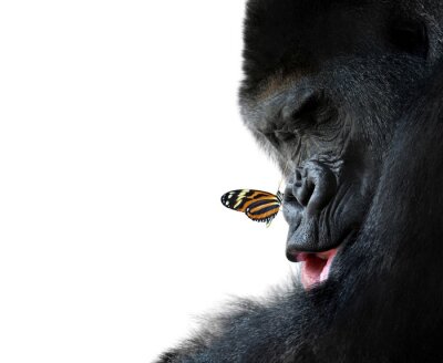 Tiere, ein riesiger Gorilla mit einem Schmetterling auf der Nase