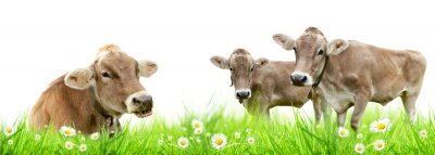 Sticker Tiere entspannte Kühe auf einer Lichtung