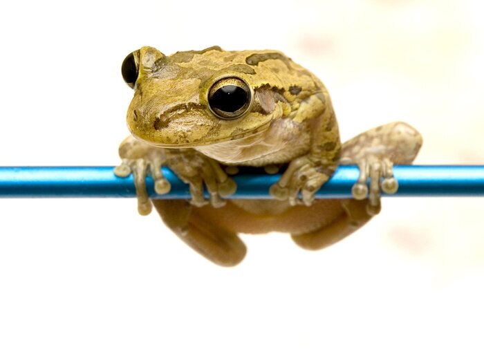 Sticker Tiere Frosch auf einer blauen Röhre