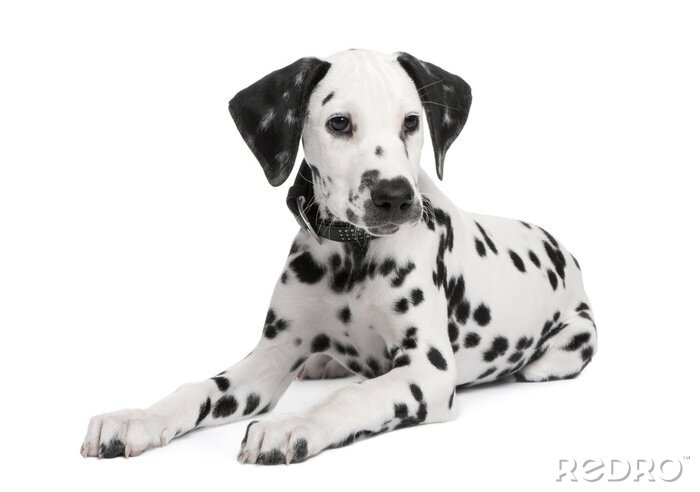 Sticker Tiere für Kinder Dalmatiner mit schwarzen Ohren