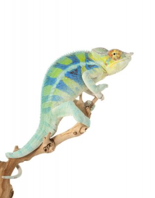 Sticker Tiere grün-blaues Chamäleon mit gelbem Auge