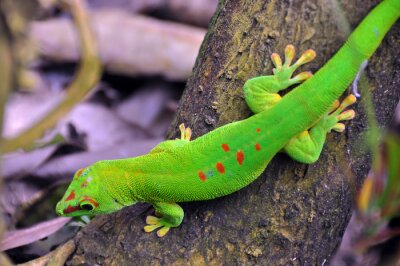 Tiere heller Gecko in einem Baum