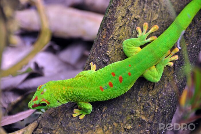 Sticker Tiere heller Gecko in einem Baum