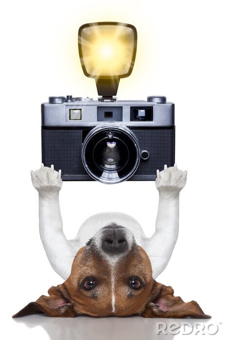 Sticker Tiere Hund hält große Kamera mit Blitz