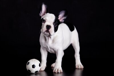 Sticker Tiere Hund und schwarz-weißer Spielball