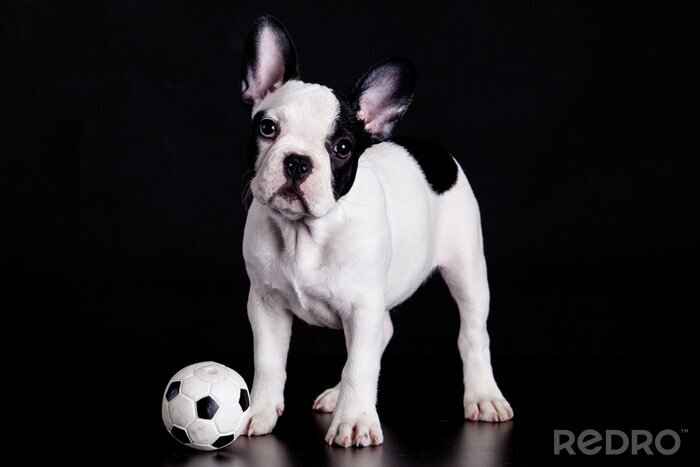 Sticker Tiere Hund und schwarz-weißer Spielball