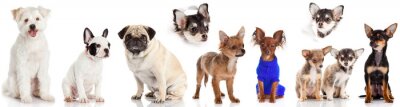Sticker Tiere Hund verschiedener Rassen