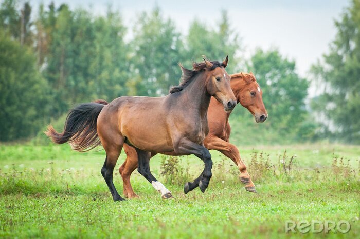 Sticker Tiere im Galopp auf der Lichtung