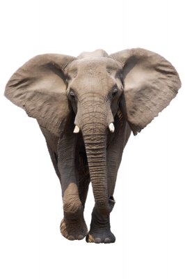 Tiere majestätischer Elefant mit gespreizten Ohren