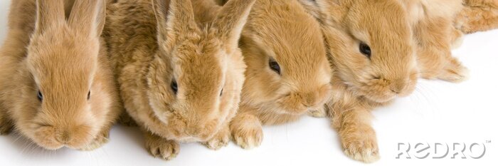 Sticker Tiere Nahaufnahme einer Kaninchenschnauze