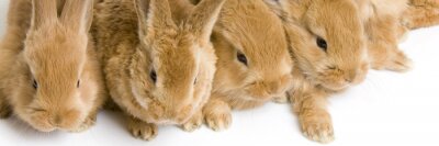 Sticker Tiere Nahaufnahme einer Kaninchenschnauze